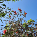 Singen am Meer - Sardinien 15